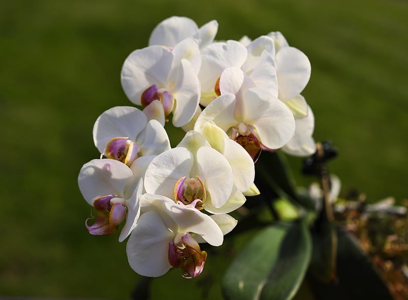 Orchids